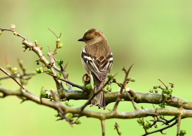 The Female Chaffinch